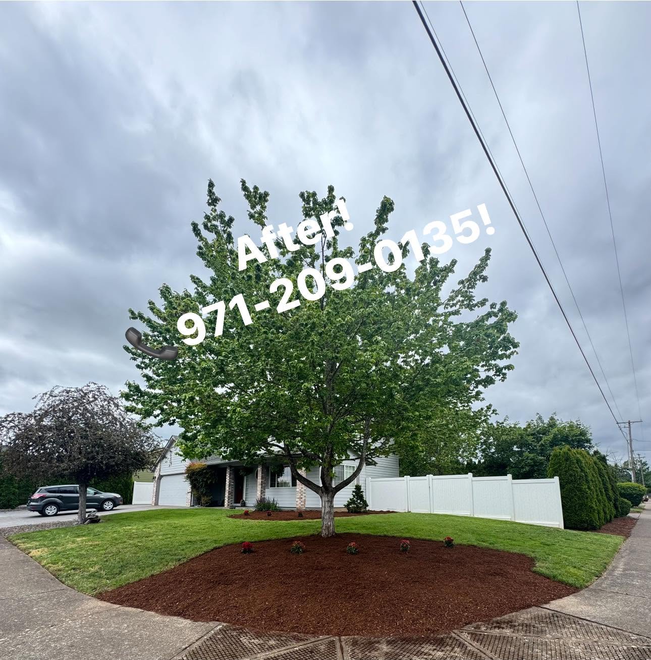 Lawn Recovery Program — after
